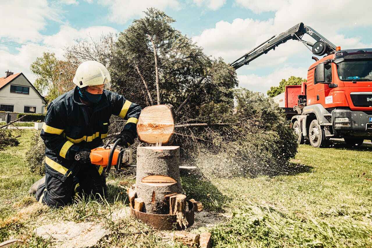 Indian Springs, GA Tree Service Company